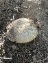  ( - FDS-CA-00282)  @11 [ ] by-nc (2024) Dean Lyons Fungal Diversity Survey