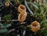  ( - FDS-CA-05142)  @11 [ ] by (2024) Mandy Hackney Fungal Diversity Survey