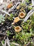  ( - FDS-CA-05142)  @11 [ ] by (2024) Mandy Hackney Fungal Diversity Survey