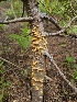  ( - FDS-CA-05155)  @11 [ ] by (2024) Mandy Hackney Fungal Diversity Survey