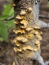  ( - FDS-CA-05155)  @11 [ ] by (2024) Mandy Hackney Fungal Diversity Survey