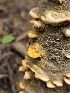  ( - FDS-CA-05155)  @11 [ ] by (2024) Mandy Hackney Fungal Diversity Survey