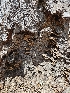  ( - FDS-CA-05164)  @11 [ ] by (2024) Mandy Hackney Fungal Diversity Survey