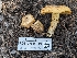  ( - FDS-CA-05224)  @11 [ ] c (2024) Andrew Claassen Fungal Diversity Survey