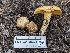  ( - FDS-CA-05224)  @11 [ ] c (2024) Andrew Claassen Fungal Diversity Survey