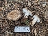  ( - FDS-CA-00803)  @11 [ ] by-nc (2024) Warren Cardimona Fungal Diversity Survey