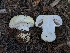  ( - FDS-CA-00810)  @11 [ ] by-nc (2024) Warren Cardimona Fungal Diversity Survey