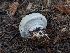  ( - FDS-CA-00810)  @11 [ ] by-nc (2024) Warren Cardimona Fungal Diversity Survey