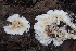  ( - FDS-CA-00806)  @11 [ ] by-nc (2024) Warren Cardimona Fungal Diversity Survey