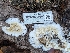  ( - FDS-CA-00806)  @11 [ ] by-nc (2024) Warren Cardimona Fungal Diversity Survey