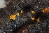  ( - FDS-CA-00819)  @11 [ ] by-nc (2024) Warren Cardimona Fungal Diversity Survey