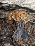 ( - FDS-CA-00685)  @11 [ ] by-nc (2024) Warren Cardimona Fungal Diversity Survey