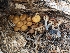  ( - FDS-CA-00685)  @11 [ ] by-nc (2024) Warren Cardimona Fungal Diversity Survey