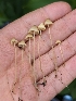  ( - FDS-CA-00687)  @11 [ ] by-nc (2024) Warren Cardimona Fungal Diversity Survey