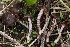  (Cortinarius tuolumnensis - FDS-CA-00691)  @11 [ ] by-nc (2024) Warren Cardimona Fungal Diversity Survey