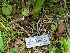  ( - FDS-CA-00691)  @11 [ ] by-nc (2024) Warren Cardimona Fungal Diversity Survey