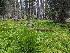  ( - FDS-CA-00691)  @11 [ ] by-nc (2024) Warren Cardimona Fungal Diversity Survey