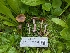  ( - FDS-CA-00688)  @11 [ ] by-nc (2024) Warren Cardimona Fungal Diversity Survey