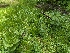  ( - FDS-CA-00688)  @11 [ ] by-nc (2024) Warren Cardimona Fungal Diversity Survey