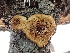  ( - FDS-CA-02493)  @11 [ ] by-nc (2024) Jaren Hockert Fungal Diversity Survey