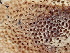  ( - FDS-CA-02493)  @11 [ ] by-nc (2024) Jaren Hockert Fungal Diversity Survey