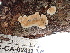  ( - FDS-CA-02493)  @11 [ ] by-nc (2024) Jaren Hockert Fungal Diversity Survey