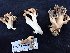  ( - FDS-CA-02491)  @11 [ ] by-nc (2024) Jaren Hockert Fungal Diversity Survey