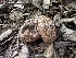  ( - FDS-CA-04901)  @11 [ ] c (2024) Rudy Diaz Fungal Diversity Survey
