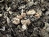  ( - FDS-CA-04901)  @11 [ ] c (2024) Rudy Diaz Fungal Diversity Survey