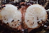  (Schenella - HAY-F-000408)  @11 [ ] cc-by-nc (2023) Damon Tighe FunDiS