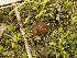  ( - FDS-CA-03882)  @11 [ ] by-nc (2024) Stu Pickell Fungal Diversity Survey