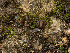  (Boudiera - FDS-CA-03882)  @11 [ ] by-nc (2024) Stu Pickell Fungal Diversity Survey