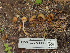  (Conocybe sp. semiglobata clade 4 - FDS-CA-03860)  @11 [ ] by-nc (2024) Stu Pickell Fungal Diversity Survey