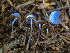  ( - FDS-CA-03854)  @11 [ ] by-nc (2024) Stu Pickell Fungal Diversity Survey