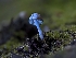  (Conocybe turkestanicus - FDS-CA-03854)  @11 [ ] by-nc (2024) Stu Pickell Fungal Diversity Survey