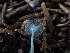  ( - FDS-CA-03853)  @11 [ ] by-nc (2024) Stu Pickell Fungal Diversity Survey