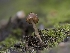  ( - FDS-CA-03854)  @11 [ ] by-nc (2024) Stu Pickell Fungal Diversity Survey