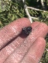  ( - FDS-CA-00248)  @11 [ ] by-nc (2024) Dean Lyons Fungal Diversity Survey