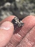  ( - FDS-CA-00248)  @11 [ ] by-nc (2024) Dean Lyons Fungal Diversity Survey