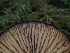  ( - FDS-CA-05126)  @11 [ ] by (2024) Mandy Hackney Fungal Diversity Survey