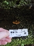  ( - FDS-CA-05126)  @11 [ ] by (2024) Mandy Hackney Fungal Diversity Survey
