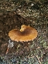 ( - FDS-CA-05126)  @11 [ ] by (2024) Mandy Hackney Fungal Diversity Survey