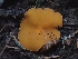  ( - FDS-CA-05128)  @11 [ ] by (2024) Mandy Hackney Fungal Diversity Survey