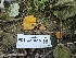  ( - FDS-CA-05128)  @11 [ ] by (2024) Mandy Hackney Fungal Diversity Survey