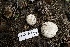  ( - FDS-CA-05413)  @11 [ ] by-nc (2024) Unspecified Fungal Diversity Survey