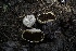  ( - FDS-CA-05413)  @11 [ ] by-nc (2024) Unspecified Fungal Diversity Survey