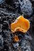  (Caloscypha sp. CA03 - FDS-CA-02530)  @11 [ ] by-nc (2024) Sadie Hickey Fungal Diversity Survey