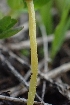  ( - FDS-CA-02579)  @11 [ ] by-nc (2024) Sadie Hickey Fungal Diversity Survey