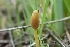  ( - FDS-CA-02579)  @11 [ ] by-nc (2024) Sadie Hickey Fungal Diversity Survey
