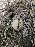  ( - FDS-CA-05156)  @11 [ ] by (2024) Mandy Hackney Fungal Diversity Survey